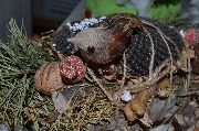 DSC_5865.JPG