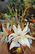 DSC_1460.JPG