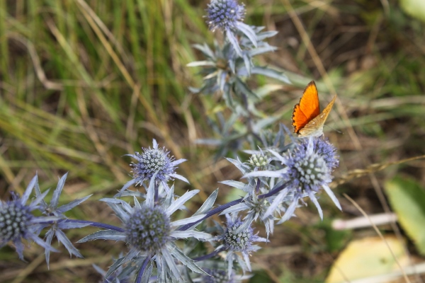 image021.jpg