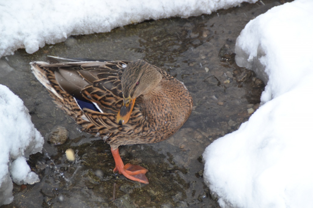 DSC_6128.JPG